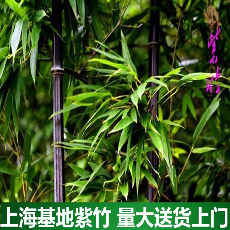 别墅庭院花园绿化观赏装饰植物紫竹青竹黄金竹盆栽室内外常青包邮