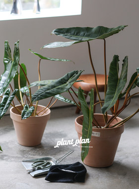 蔓绿绒新手植物净化空气