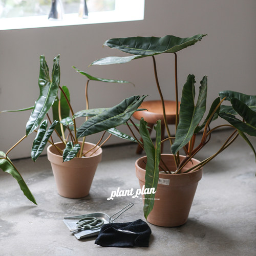 蔓绿绒新手植物净化空气