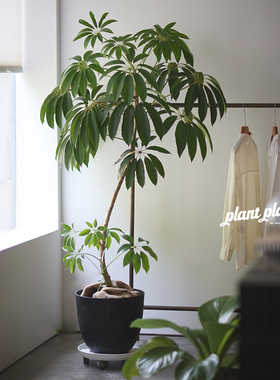 THE ONE | 薔薇之光超大型老桩造型日本大叶伞 大型空间绿植搭配