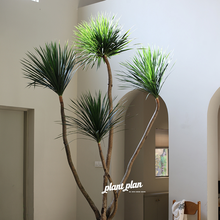 耐养大型龙血树蔷薇之光净化空气