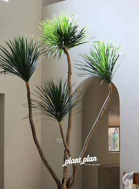 THE ONE | 蔷薇之光 耐养大型龙血树 景观造型观叶植物