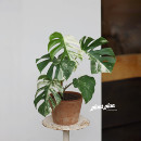 白锦化龟背竹 THE 蔷薇之光 孤品 ins观叶绿植 ONE