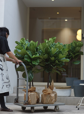 植物计划part2北欧绿植琴叶榕室内客厅盆栽观叶植物