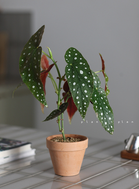 GIFTS | 蔷薇之光 礼物系列 海棠属科秋海棠 鳟鱼 北欧桌面小盆栽