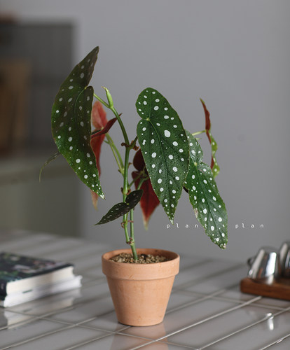 鳟鱼北欧桌面植物秋海棠