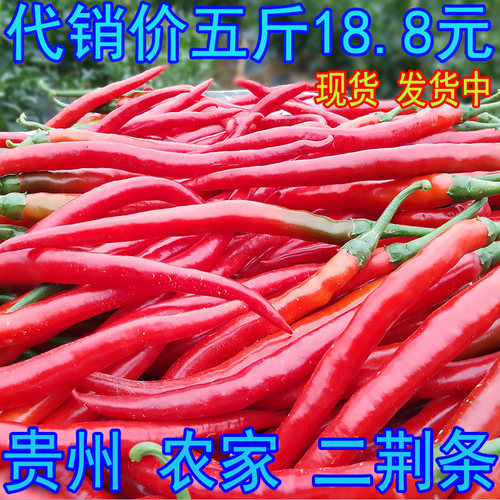 二荆条 红辣椒 新鲜 红线椒 二金条 贵州农家现摘红海椒 剁椒专用
