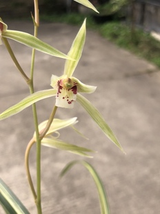 带花 花艺室内绿植花卉应季 兰花苗 细叶寒兰