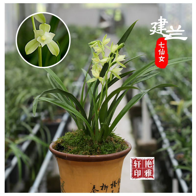 兰花苗带花苞建兰七仙女绿植花香盆栽花卉室内观花植物客厅办公室