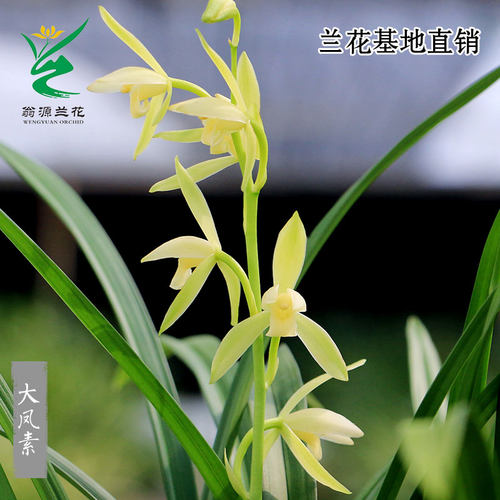 老种四季建兰大凤素带花浓香好养