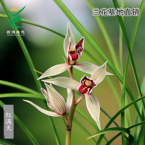 莲瓣兰红满天带花浓香型桌面盆栽