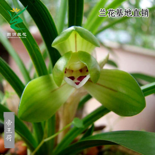 翁源兰花正品春兰帝王荷带花浓香