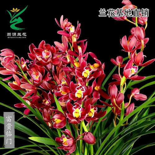 翁源兰花大花蕙兰富贵临门带花香