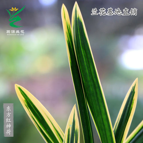 墨兰矮种东方红神荷瓣带花浓香型