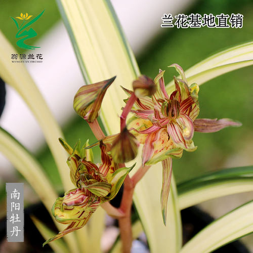 高端墨兰中透艺南阳牡丹老种好养