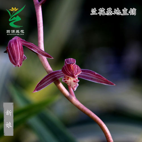 老种墨兰新娘粉红色花香绿植桌面