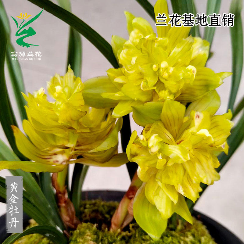 翁源兰花苗高端春兰奇花黄金牡丹带花大浓香好养室内绿植花卉盆栽 鲜花速递/花卉仿真/绿植园艺 国兰/杂交兰/洋兰类 原图主图