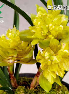高端春兰奇花黄金牡丹彩素四季建兰富山奇蝶带花浓香好养室内花卉