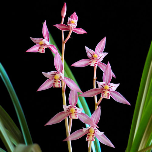 老种四季建兰红娘带花浓香型好养