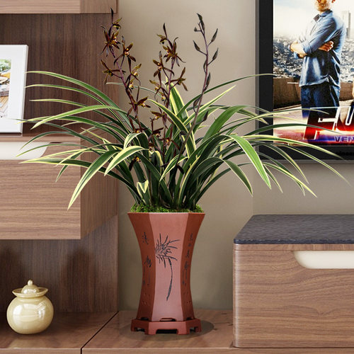 高档金边线艺老种墨兰黄金日向香