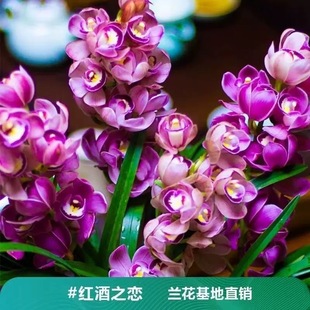 翁源兰花苗正品 大花蕙兰红酒之恋大花樱花浓香好养室内绿植卉盆栽