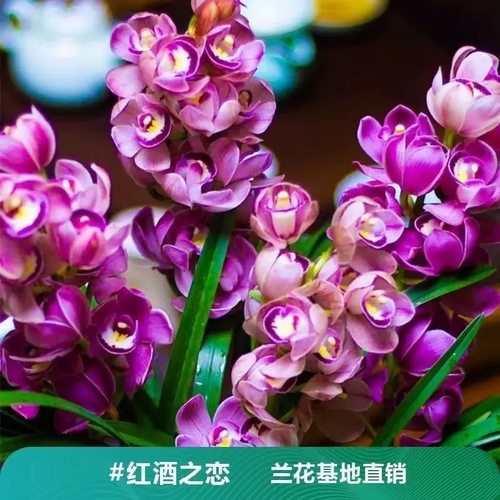 翁源兰花香正品大花蕙兰红酒之恋