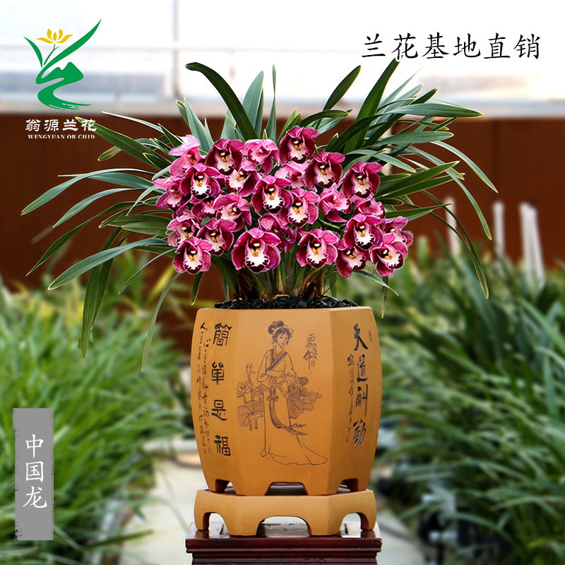 翁源兰花苗现带花苞大花蕙兰中国龙浓香红花好养室内花卉植物盆栽