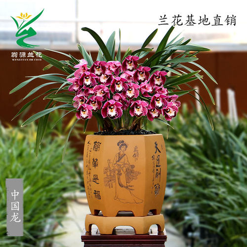 大花蕙兰中国龙带花浓香室内好养