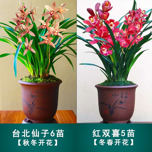 翁源兰花除甲醛套餐四季建兰墨兰春兰带花开好养花卉盆栽原盆土发 - 封面