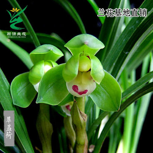 高档春兰矮种翠盖荷带花浓香好养