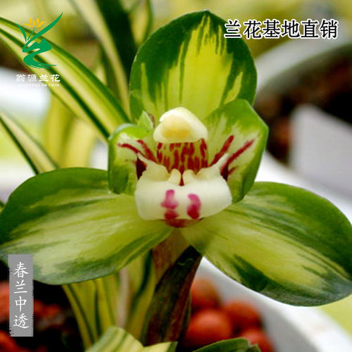 精品矮种春兰中透高艺室内好养花