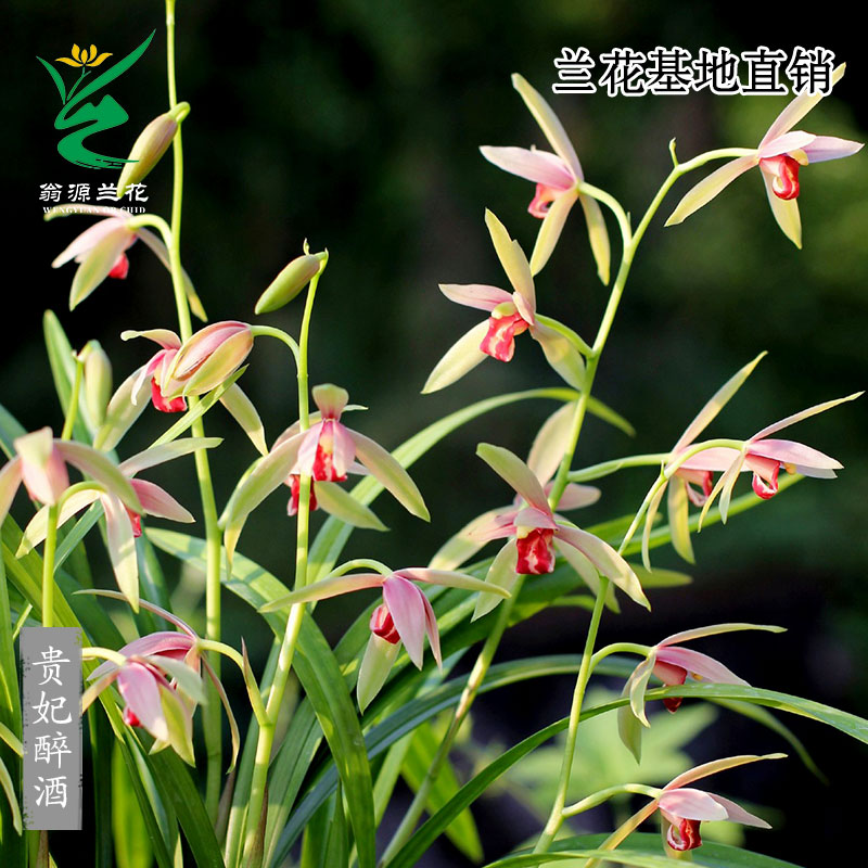 老种高端四季建兰贵妃醉酒带花香