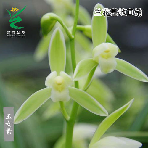 老种四季建兰素心玉女素带花浓香