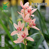 翁源兰花苗四季 建兰台北仙子带花大浓香好易养室内除甲醛花卉盆栽