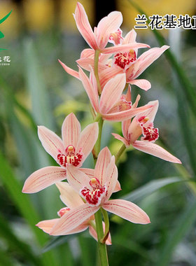 翁源兰花苗四季建兰台北仙子带花大浓香好易养室内除甲醛花卉盆栽