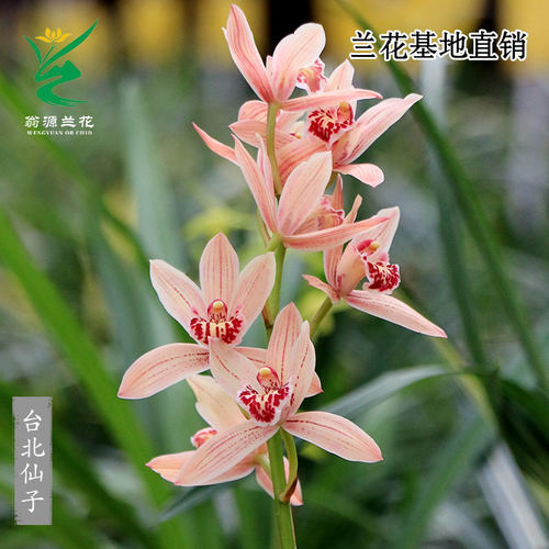 四季建兰台北仙子带花大浓香好养