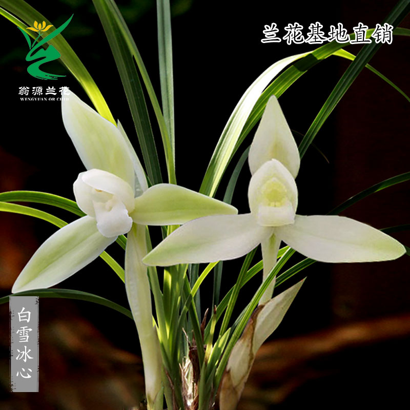 翁源兰花苗春兰白雪冰心四季兰草浓香花卉室内观花叶盆栽植物好养 鲜花速递/花卉仿真/绿植园艺 国兰/杂交兰/洋兰类 原图主图