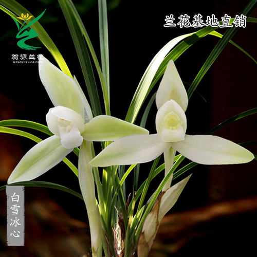 翁源兰花春兰白雪冰心带花浓香型