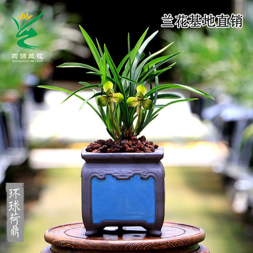 翁源春兰花苗荷瓣环球荷鼎带花苞