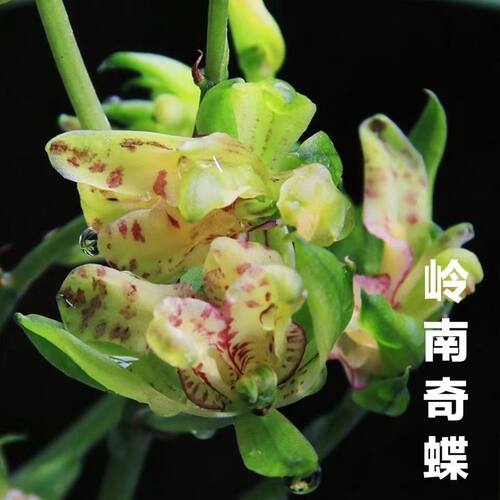 建兰奇花岭南奇蝶带花苞浓香盆栽