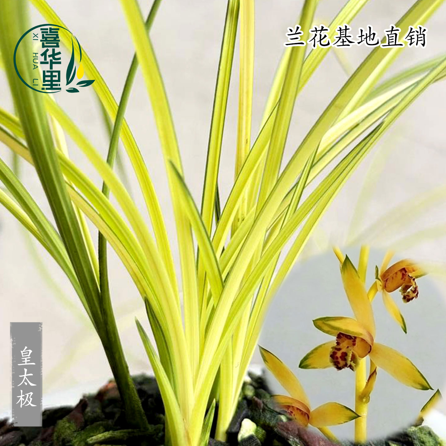 高端正品稀有老种九华蕙兰皇太极中透线艺带花浓香黄金小神童兰花