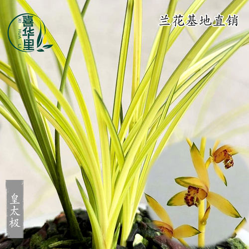 高端正品稀有老种九华蕙兰皇太极