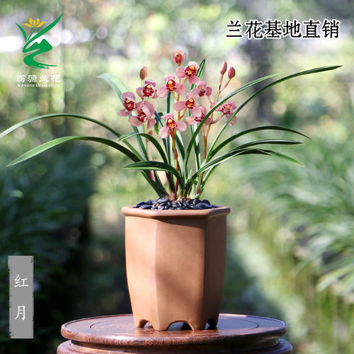 老种四季建兰红月带花香好养高端