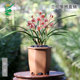 翁源兰花老种四季 建兰红月正品 红香妃带花浓香好养室内绿植卉盆栽