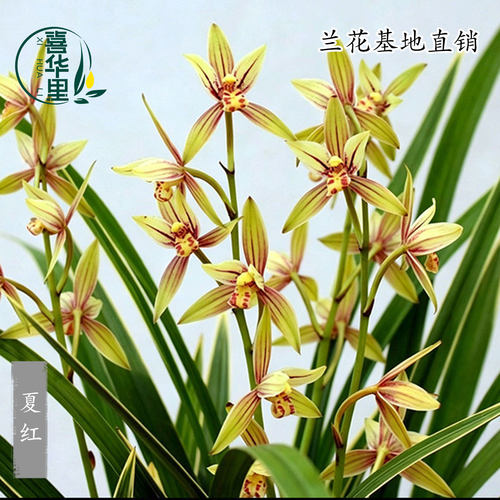 老种四季建兰夏兰金边夏红带花剑