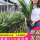 原盆原土翁源兰苗墨兰企黑金边浓香绿叶除甲醛好易养绿植花卉盆栽