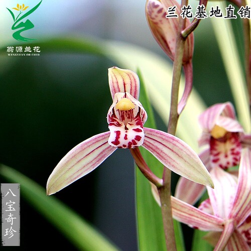老种四季建兰八宝奇珍虎斑带花香
