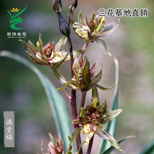 高端寒兰老种满堂福奇花带花浓香