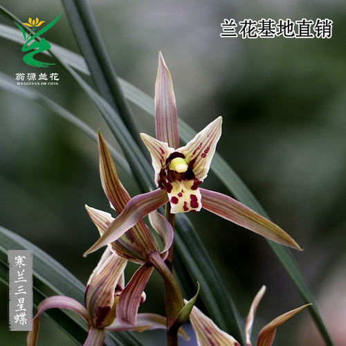 老种寒兰三星蝶带花浓香好养盆栽