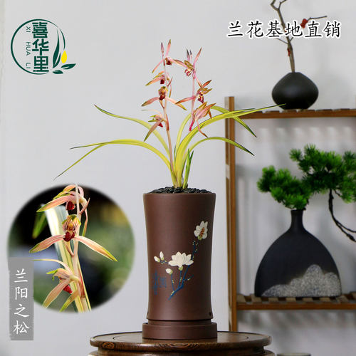 翁源兰花高端墨兰老种兰阳之松